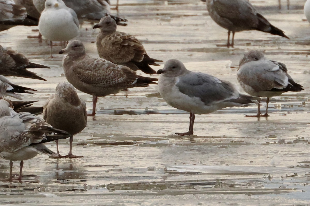 Glaucous-winged Gull - ML613877710