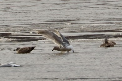 Glaucous-winged Gull - ML613877805