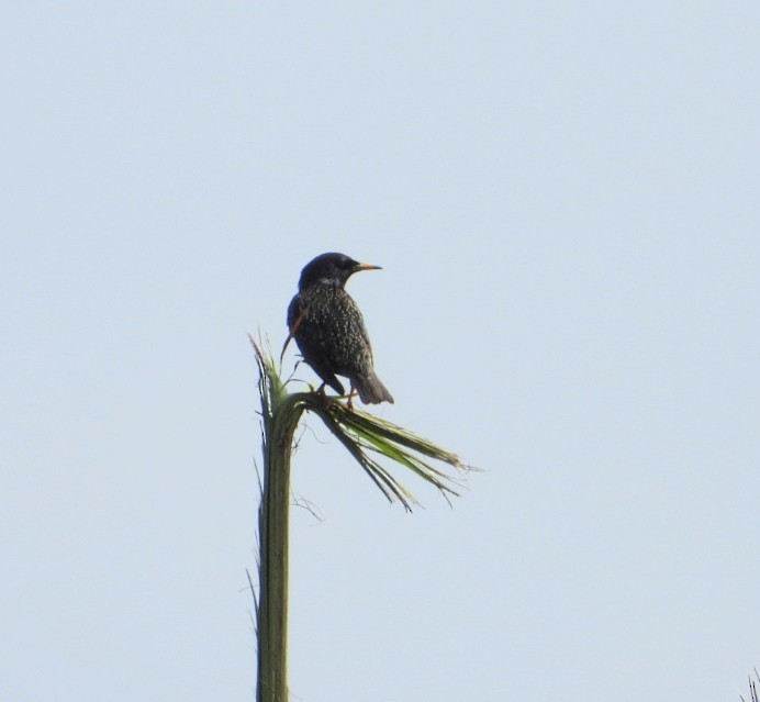 European Starling - ML613877913