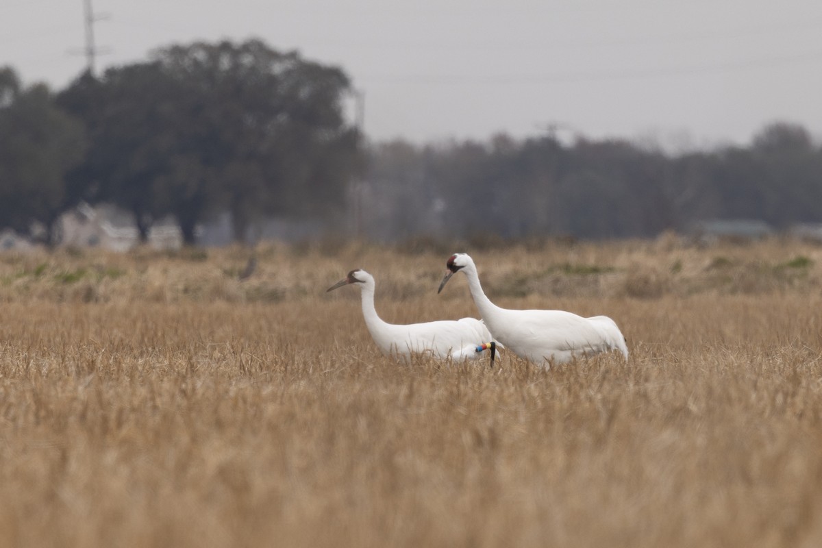 Whooping Crane - ML613878075