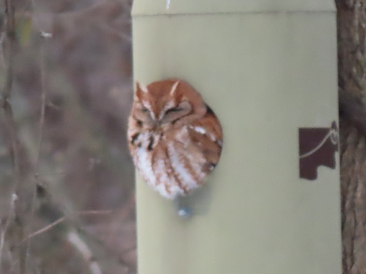 Eastern Screech-Owl - ML613878097