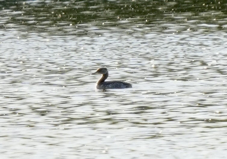 Red-necked Grebe - ML613878153