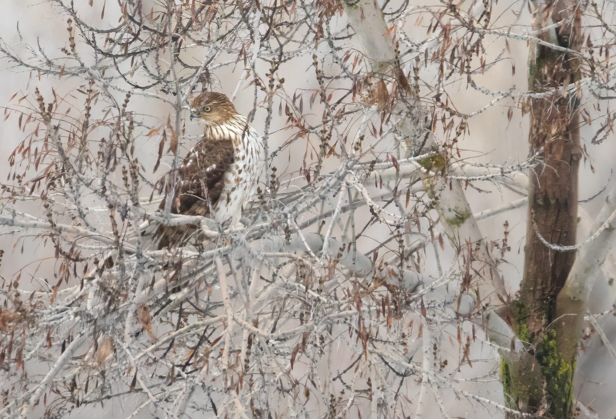 Cooper's Hawk - ML613878187