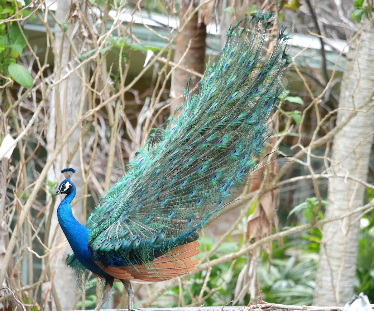 Indian Peafowl - ML613878255