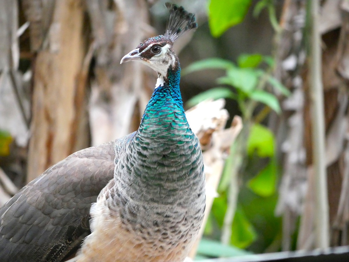 Indian Peafowl - ML613878256