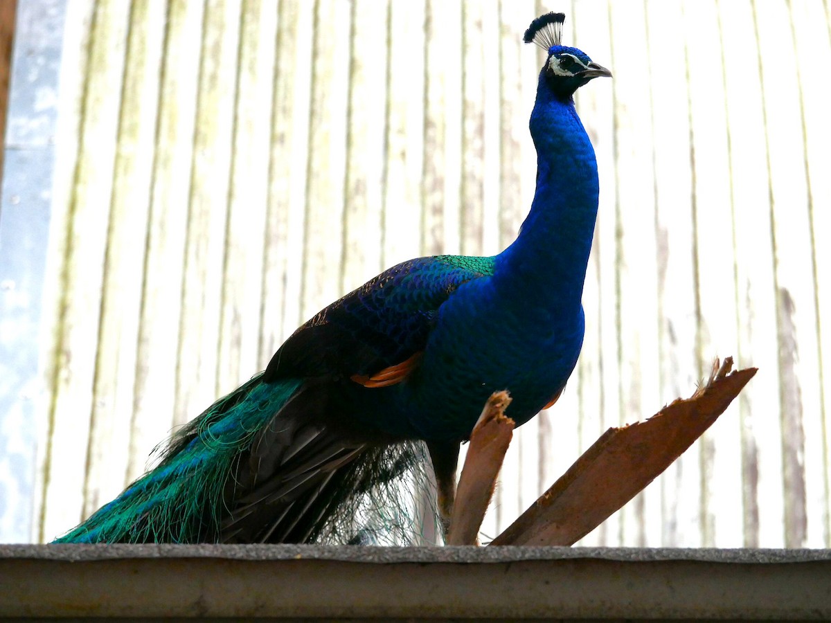 Indian Peafowl - ML613878257