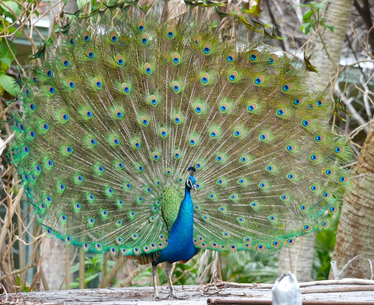 Indian Peafowl - ML613878258