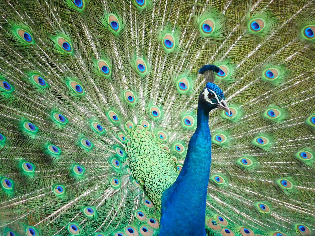 Indian Peafowl - Jake Streets
