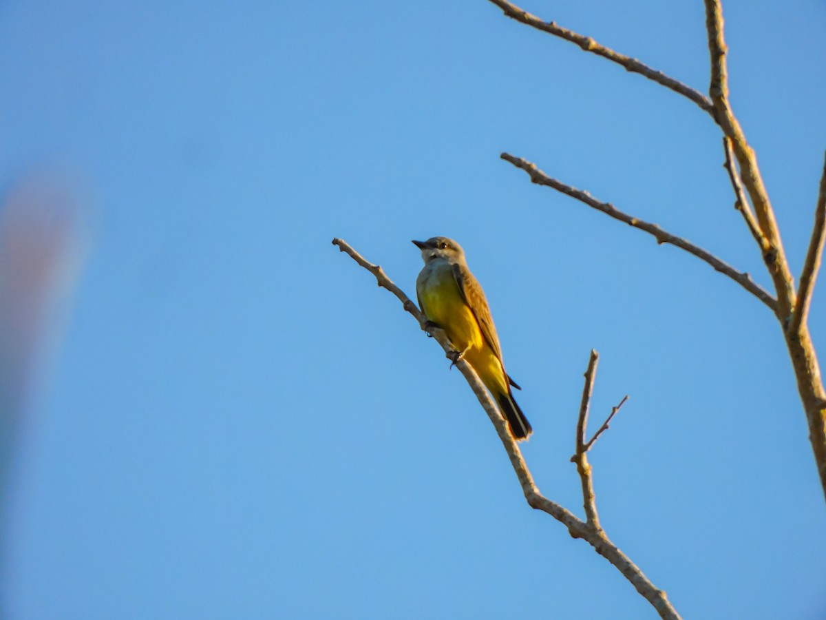 tyran západní - ML613878367