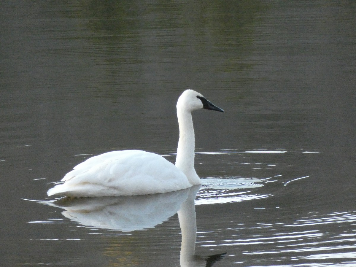 Trumpeter Swan - Tony-Cara Woods