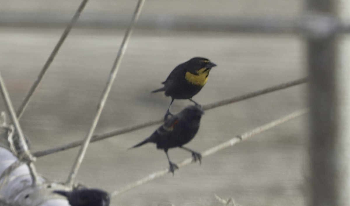 Yellow-headed Blackbird - ML613878444