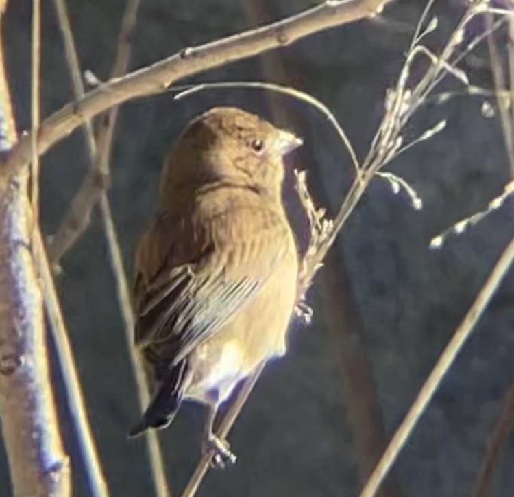 Indigo Bunting - ML613878464