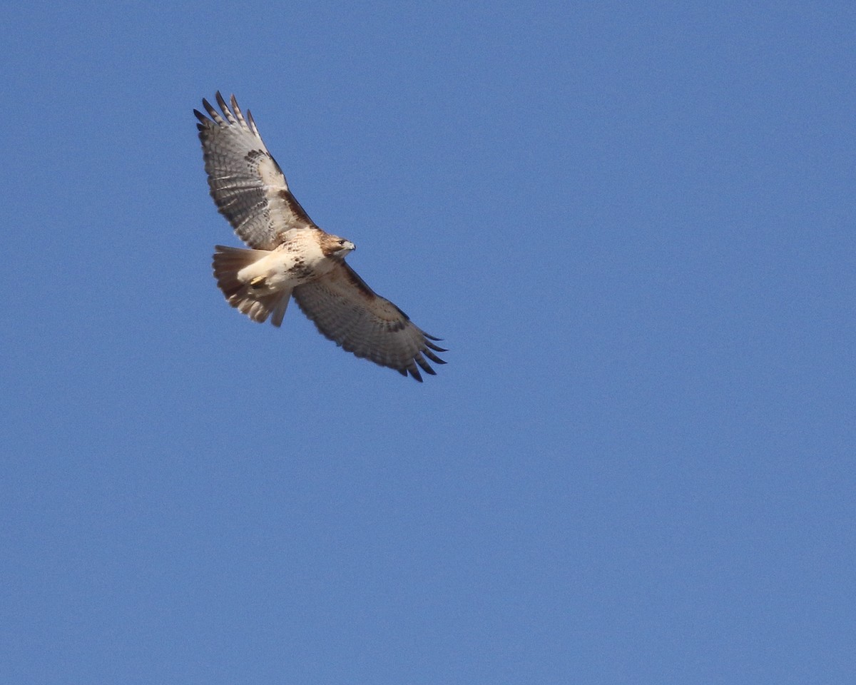 Red-tailed Hawk - ML613878582