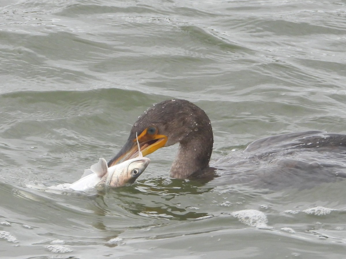 Double-crested Cormorant - ML613878632