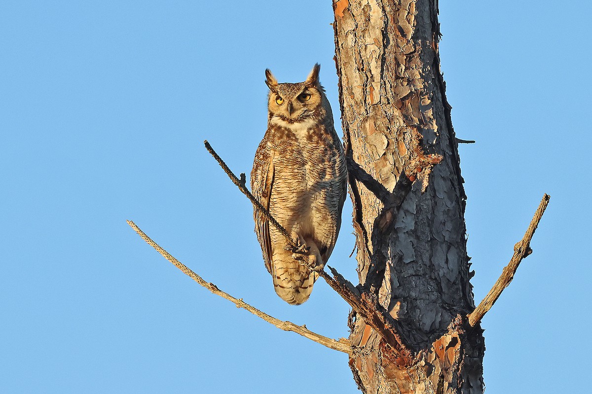 Great Horned Owl - ML613878654