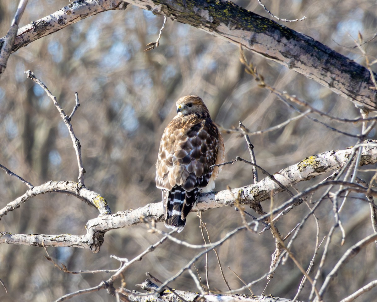 Red-shouldered Hawk - ML613878688