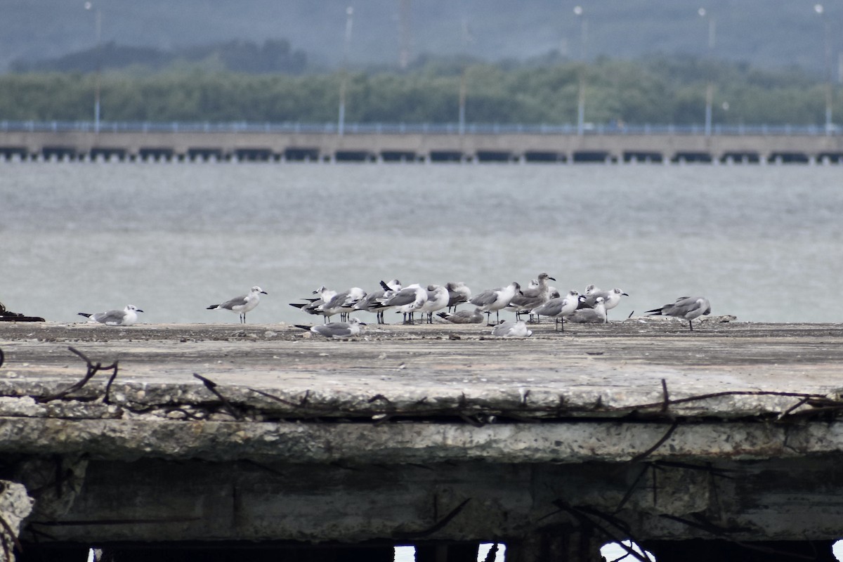 Gaviota Guanaguanare - ML613878786