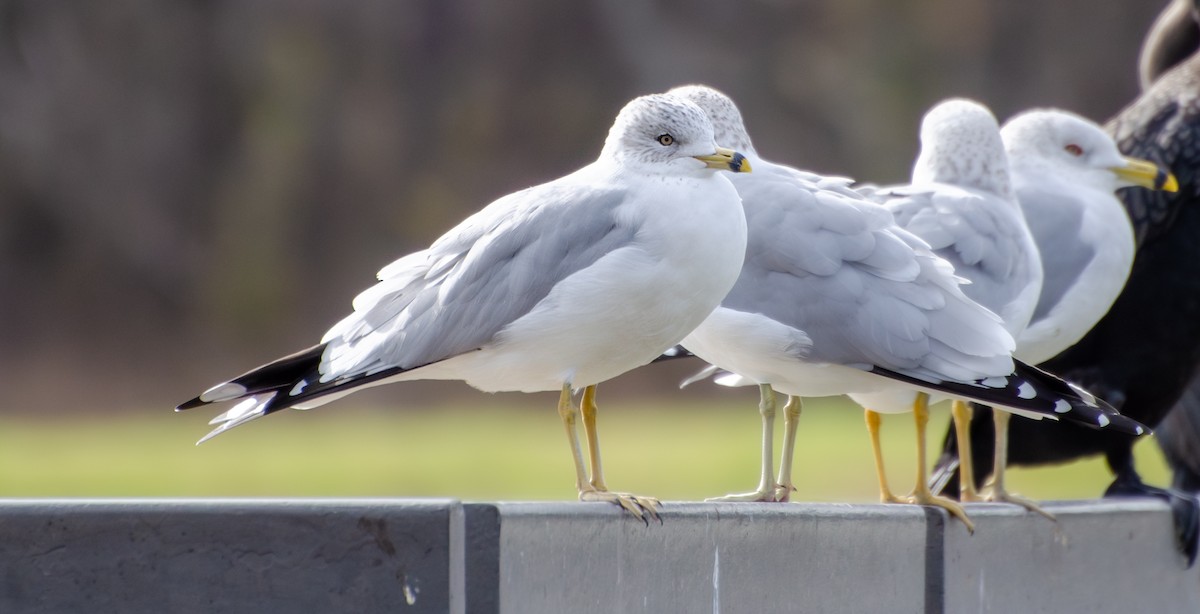 Ring-billed Gull - ML613878876