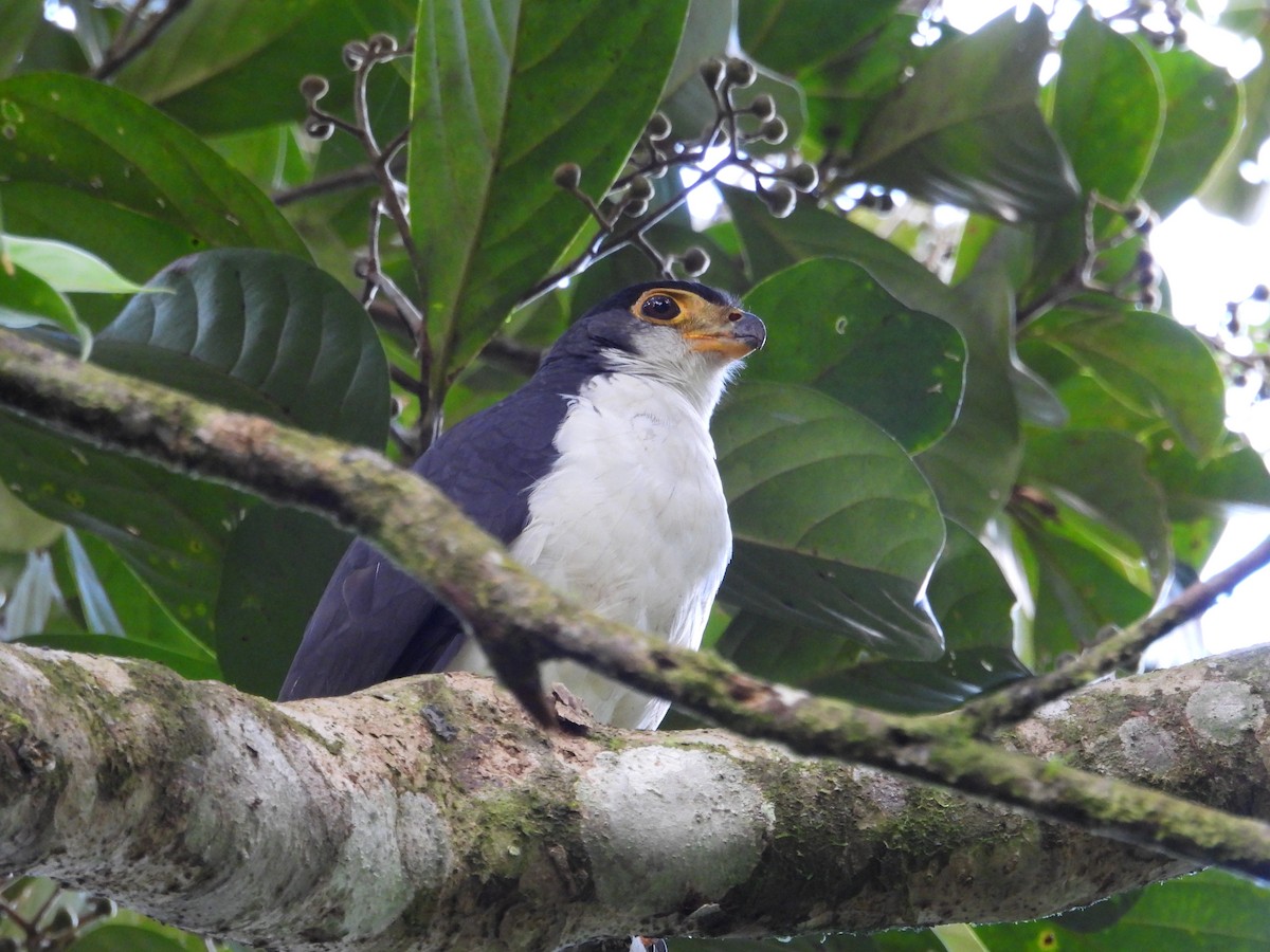 Slaty-backed Forest-Falcon - Jez Solis