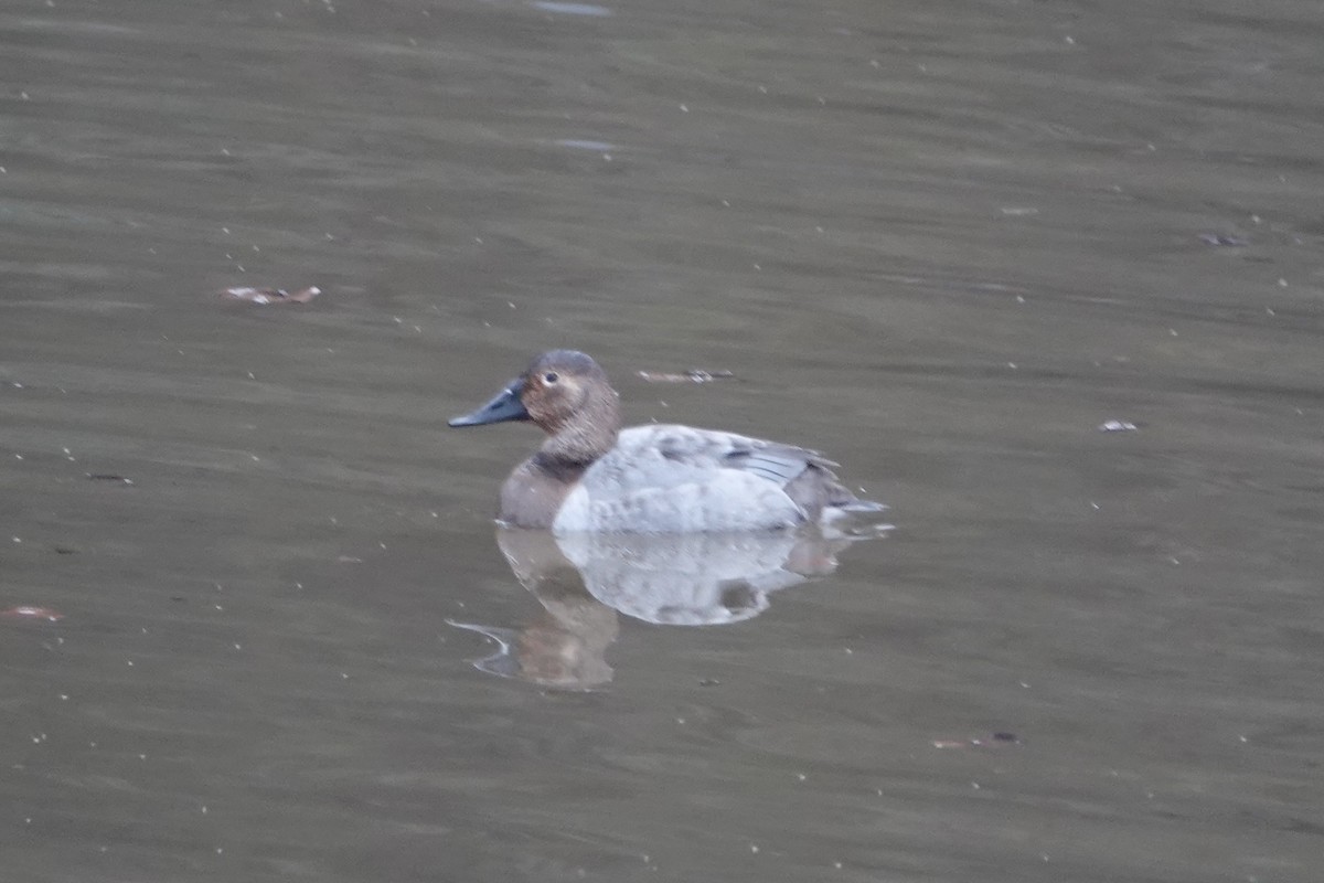 Canvasback - ML613878923