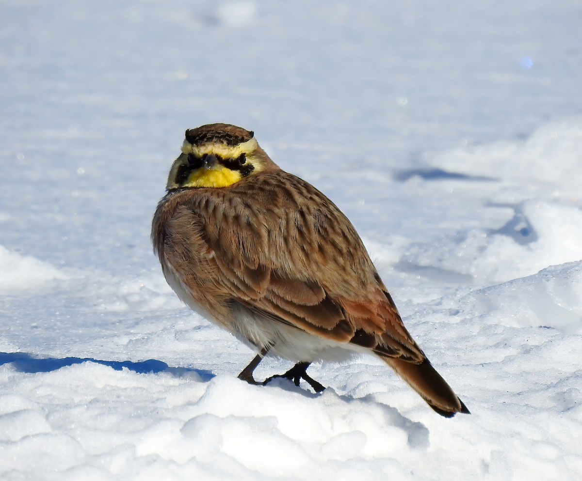 Horned Lark - ML613878987