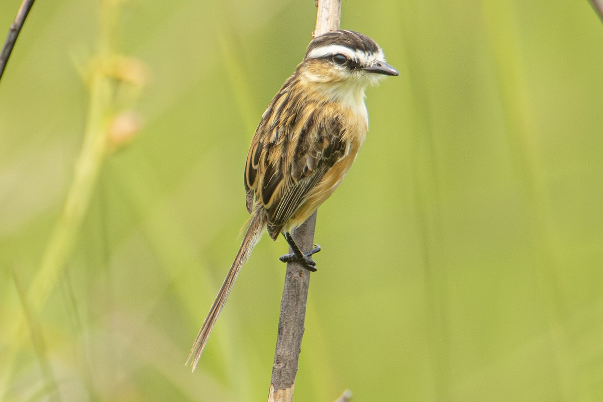 Sharp-tailed Tyrant - ML613879004