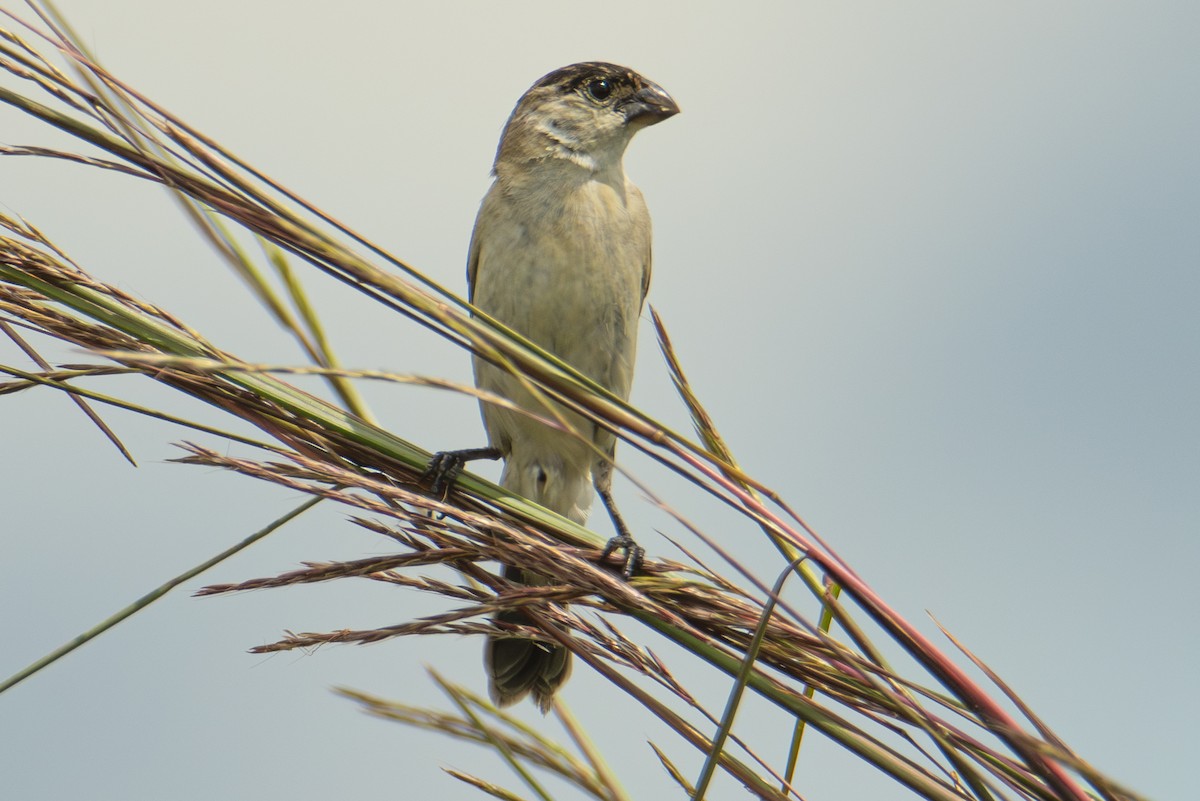 Pearly-bellied Seedeater - ML613879016