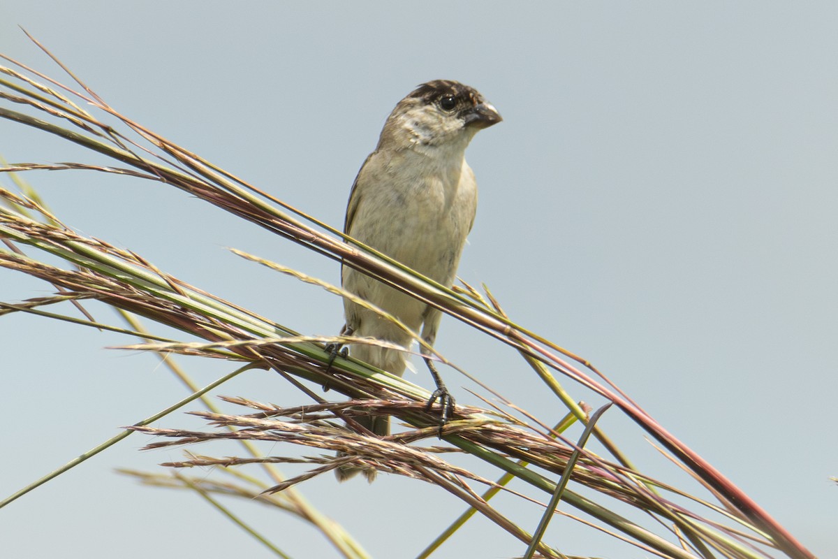 Pearly-bellied Seedeater - ML613879017