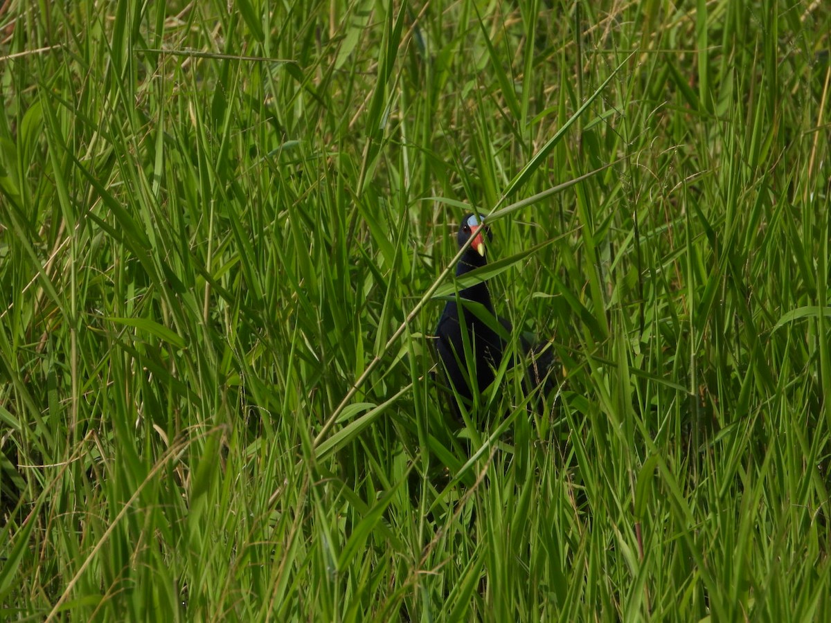 Purple Gallinule - ML613879036