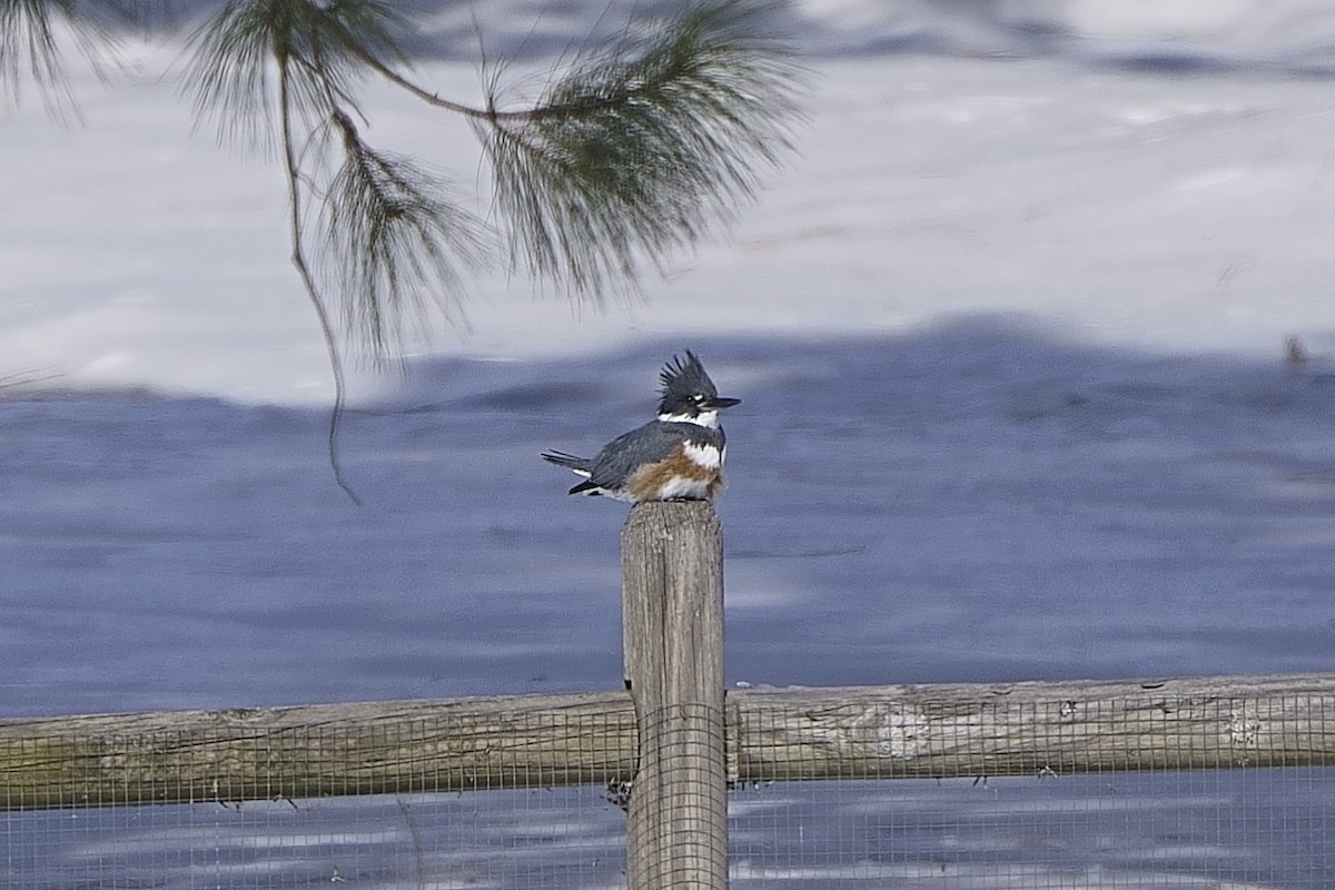 Belted Kingfisher - ML613879100
