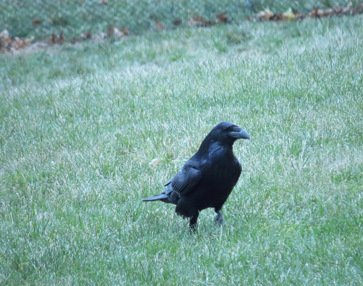 Common Raven - Marianne Ofenloch