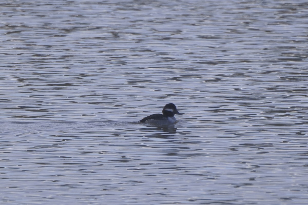 Bufflehead - ML613879118