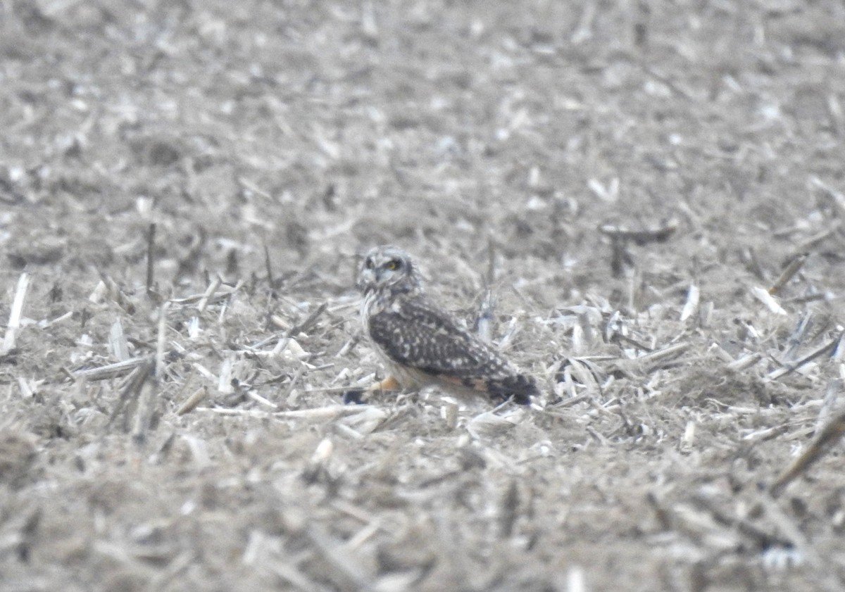 Short-eared Owl - Logan Harlan