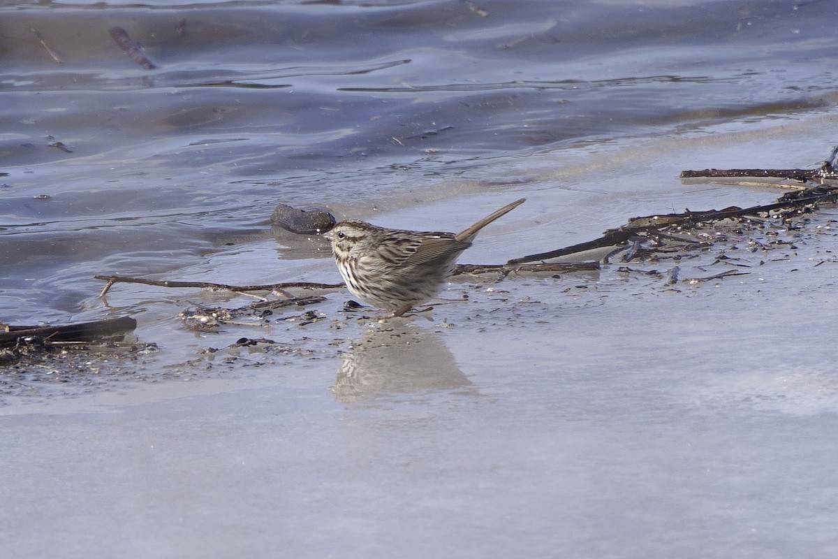 Song Sparrow - ML613879125