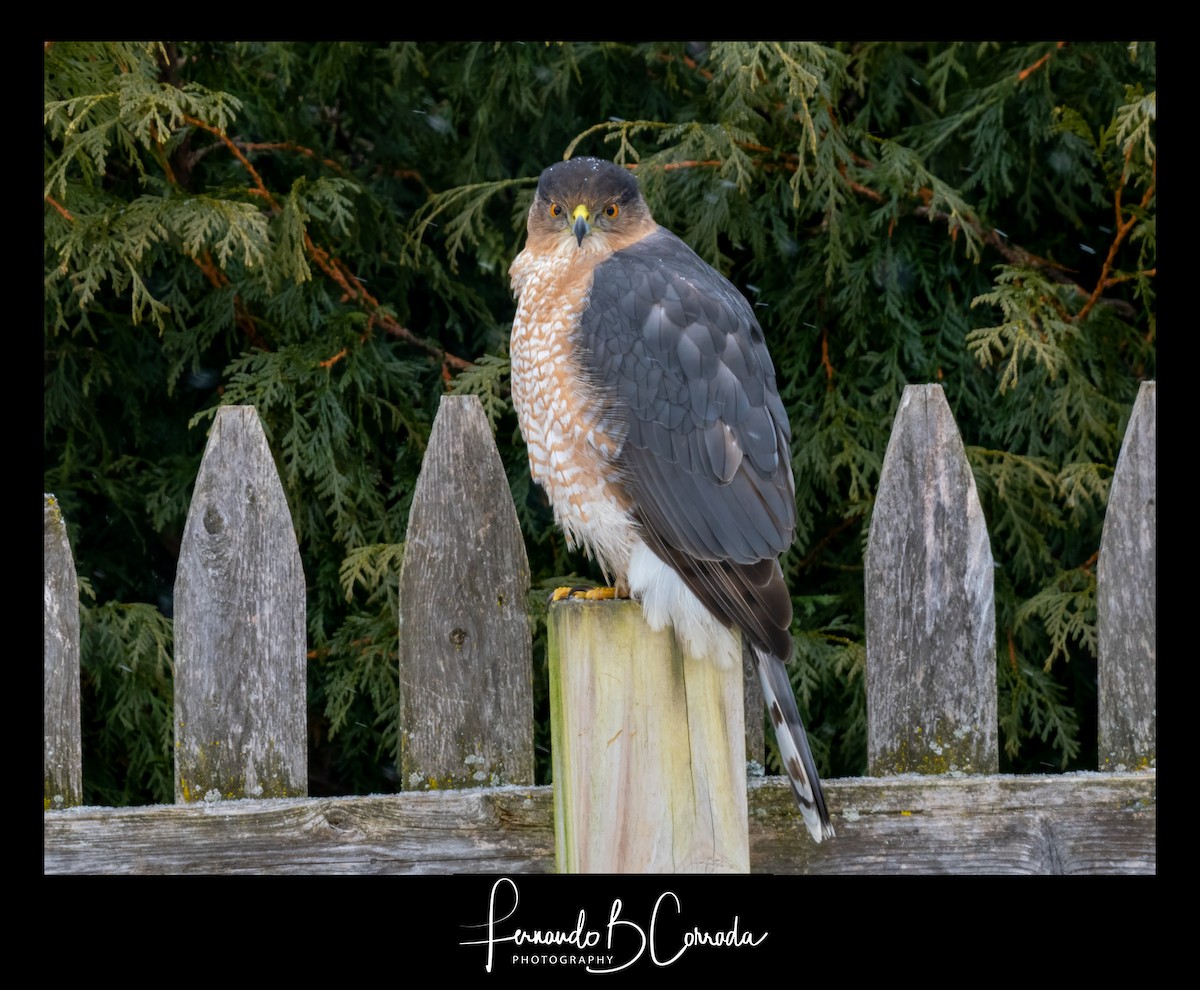 Cooper's Hawk - ML613879197