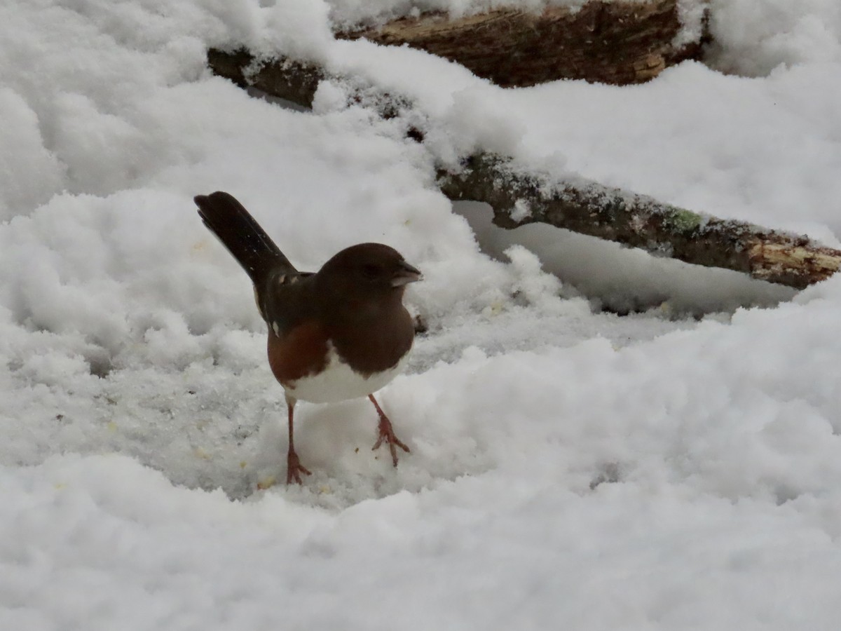 Eastern Towhee (Red-eyed) - ML613879200