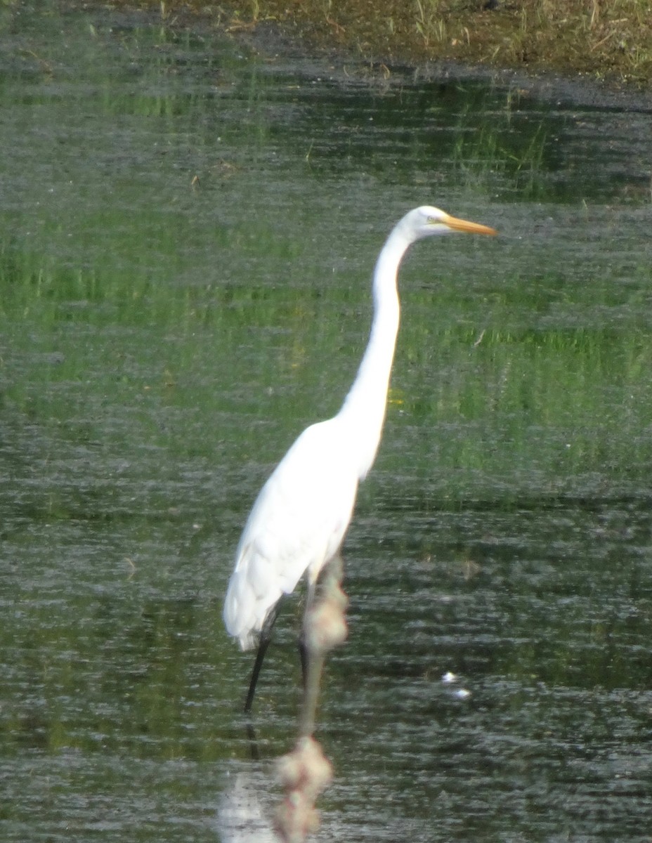 Great Egret - ML613879384