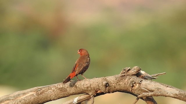 Bengali rouge - ML613879416