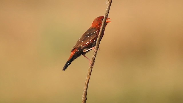 Bengali rouge - ML613879446