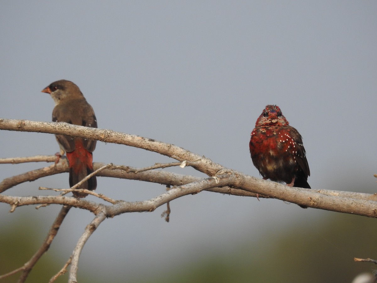 Red Avadavat - ML613879466
