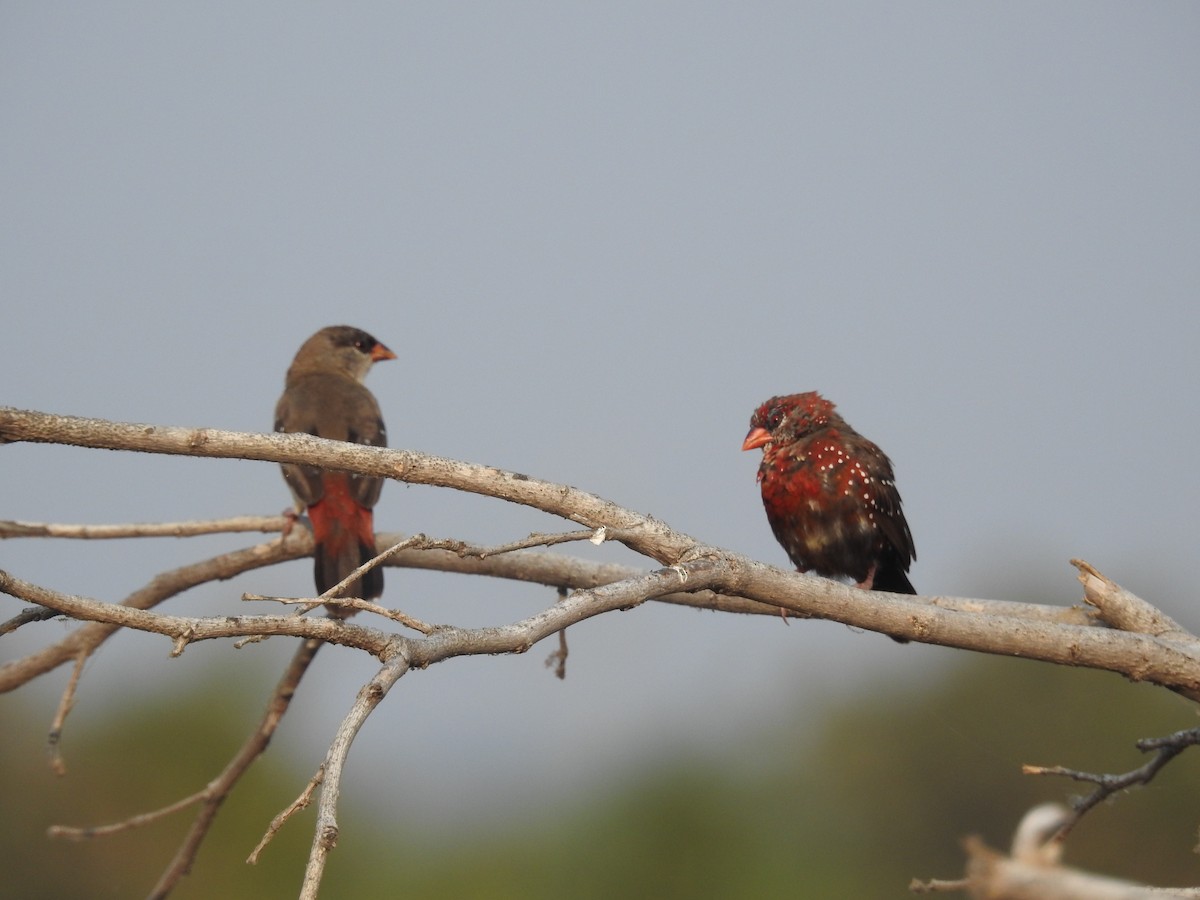 Red Avadavat - ML613879467