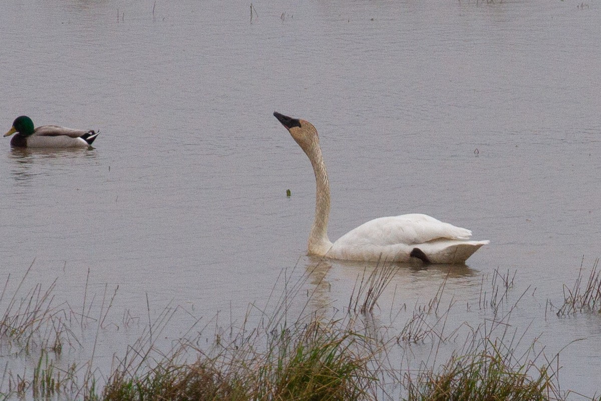 Trumpeter Swan - ML613879470