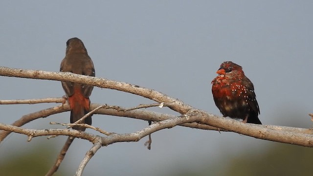 Bengali rouge - ML613879473