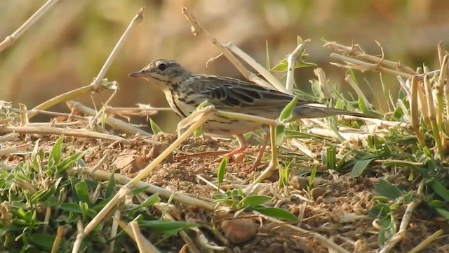 Tree Pipit - ML613879515