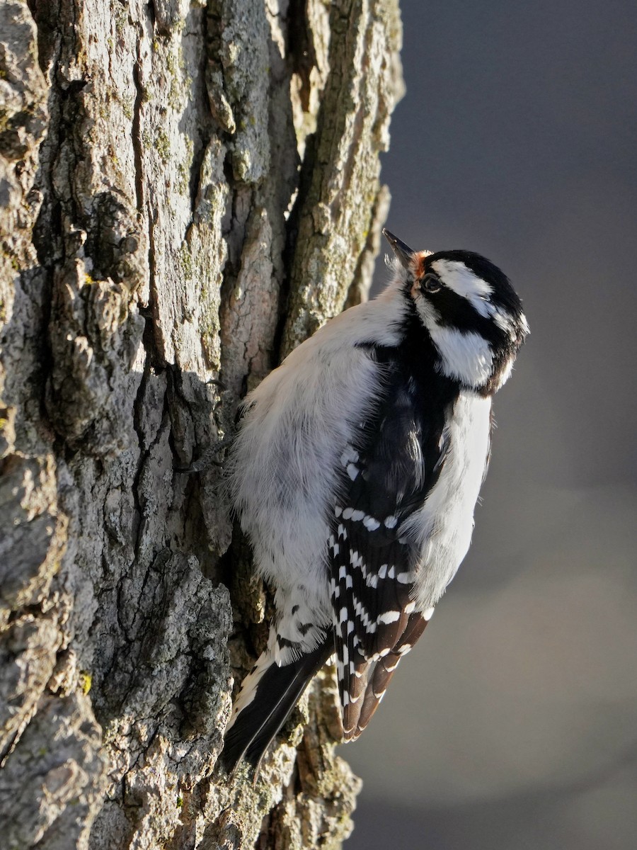 Downy Woodpecker - ML613879539