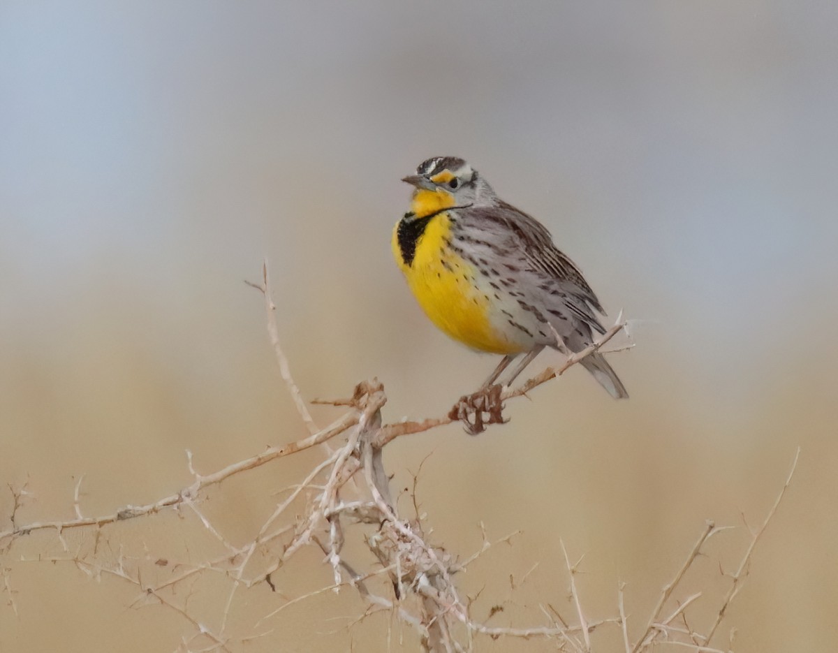 Western Meadowlark - Sally Veach