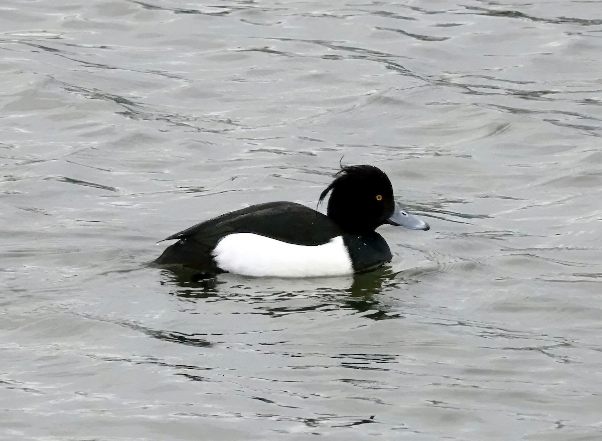 Tufted Duck - ML613879566