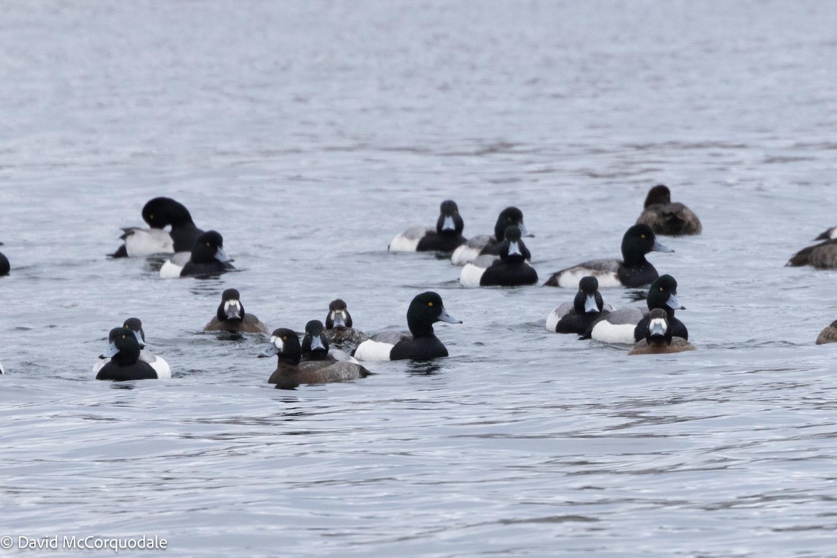 Greater Scaup - ML613879610