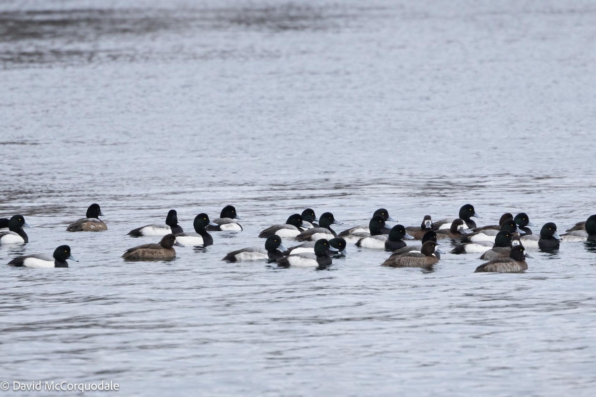Greater Scaup - ML613879612