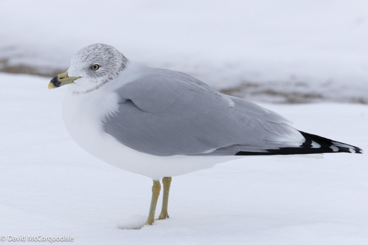 Ring-billed Gull - ML613879656